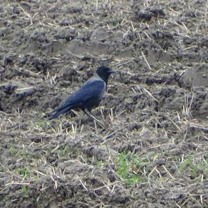 Hooded Crow