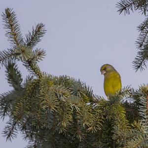 European Greenfinch