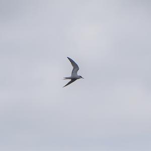 Common Tern