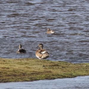 Gadwall