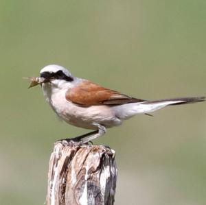 Red-backed Shrike