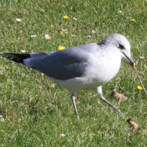 Mew Gull