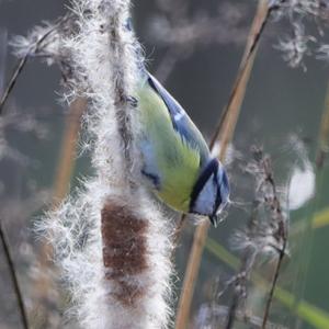 Blue Tit