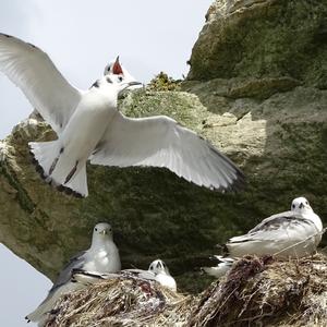 Black-legged Kittiwake