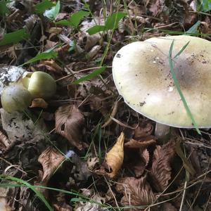 Death Cap