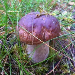 King Bolete