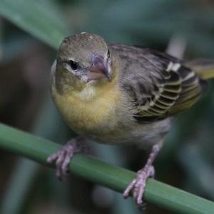 Clarke's Weaver