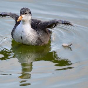 Common Coot