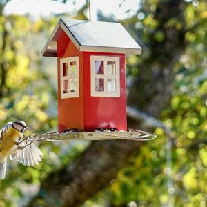 Blue Tit