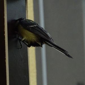 Great Tit