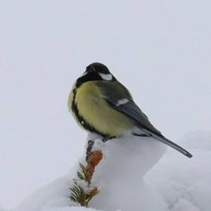 Great Tit