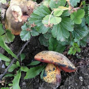 Lurid Bolete