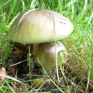 Death Cap