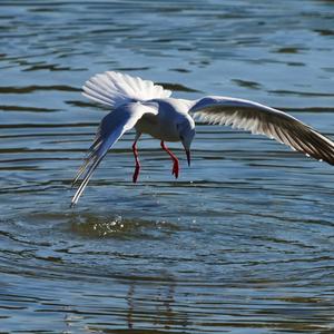 Black-headed Gull