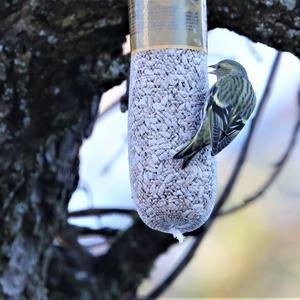 Eurasian Siskin