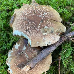 Scarlet-stemmed Bolete