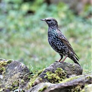 Spotless Starling