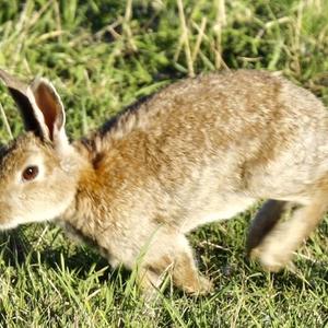 Wildkaninchen