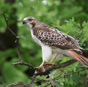 Rotschwanzbussard