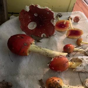 Unknown Species