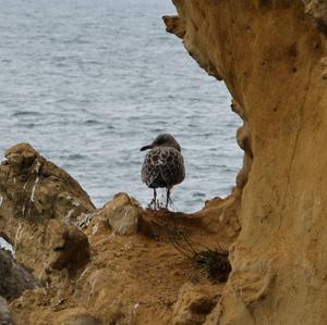 Yellow-legged Gull