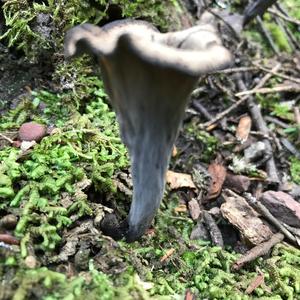 Trumpet Chanterelle