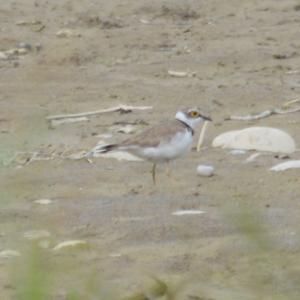 Little Ringed Plover