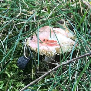 Bare-toothed Russula