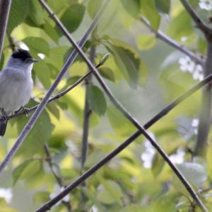 Blackcap