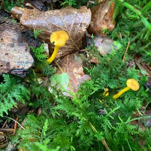 Trumpet Chanterelle