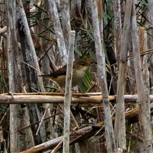 Eurasian Reed-warbler