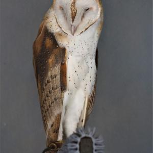 Barn Owl