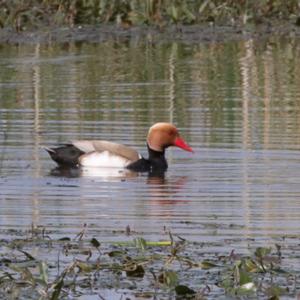 Red-crested Pochard