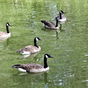 Canada Goose