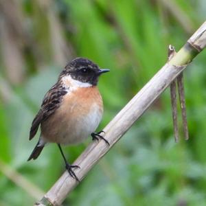 European stonechat