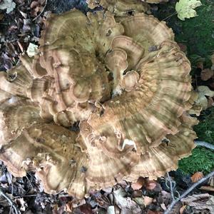 Black-staining Polypore