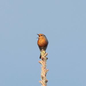 European Robin