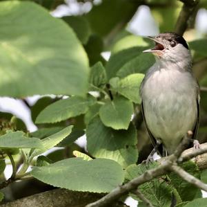 Blackcap