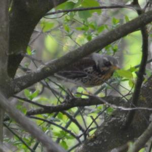 Fieldfare