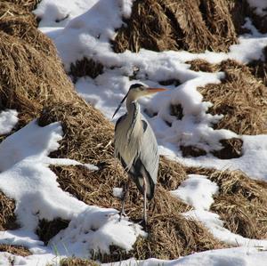 Grey Heron