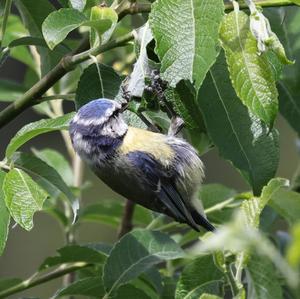 Blue Tit