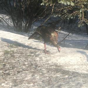 Wild Turkey