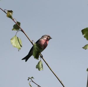 Common Redpoll