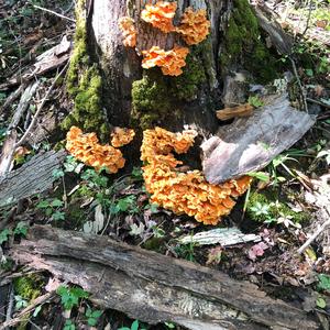 Chicken Mushroom