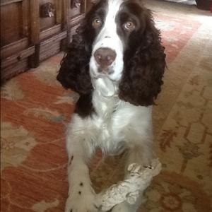 Spaniel (English Springer)