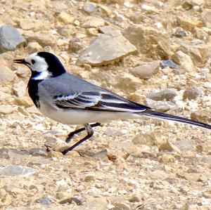 White Wagtail