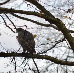 Mäusebussard