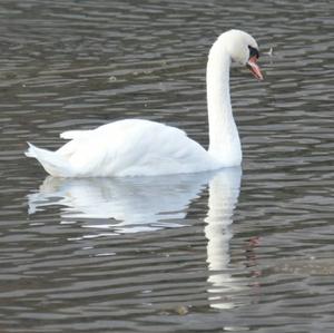 Mute Swan