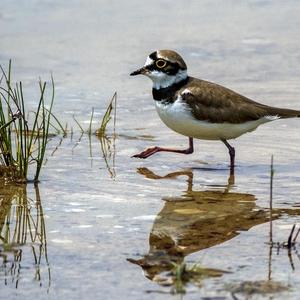 Little Ringed Plover