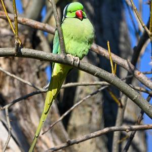 Rose-ringed Parakeet